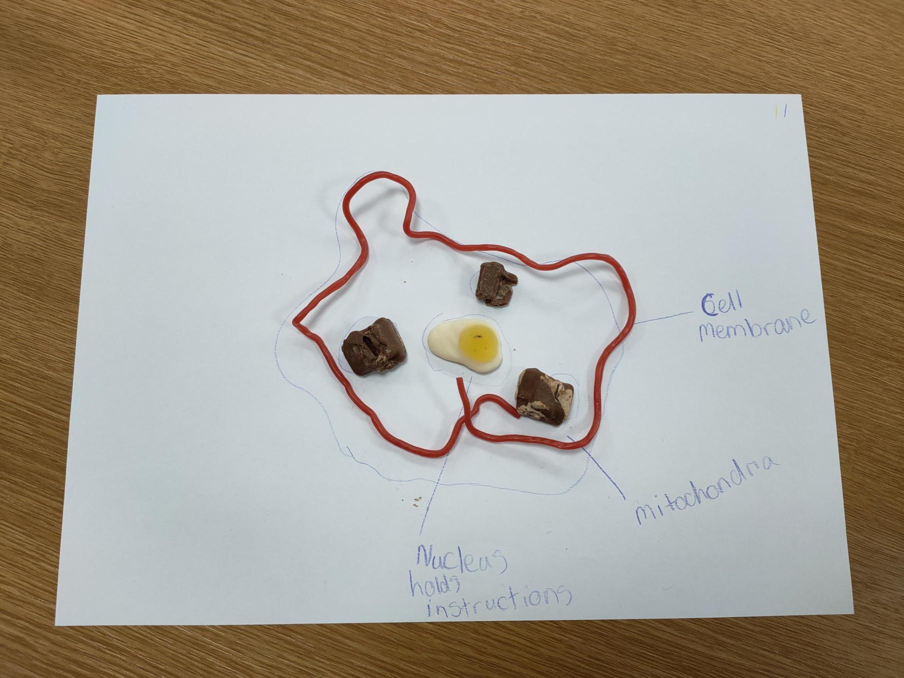 A child's diagram of an animal cell