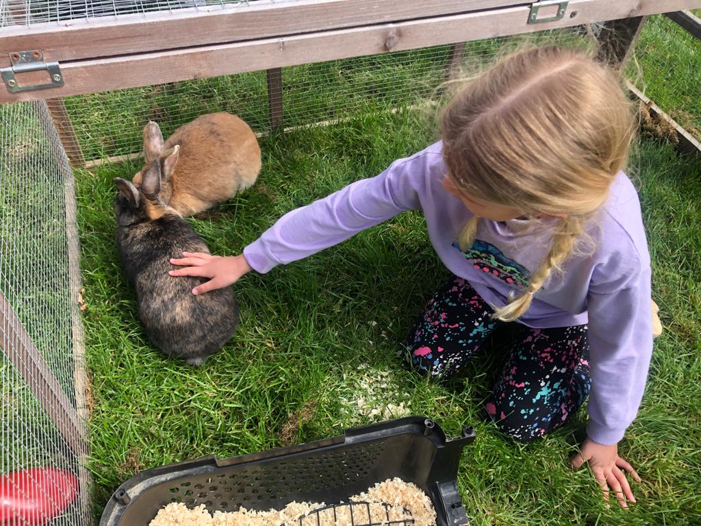 A child petting a rabbit
