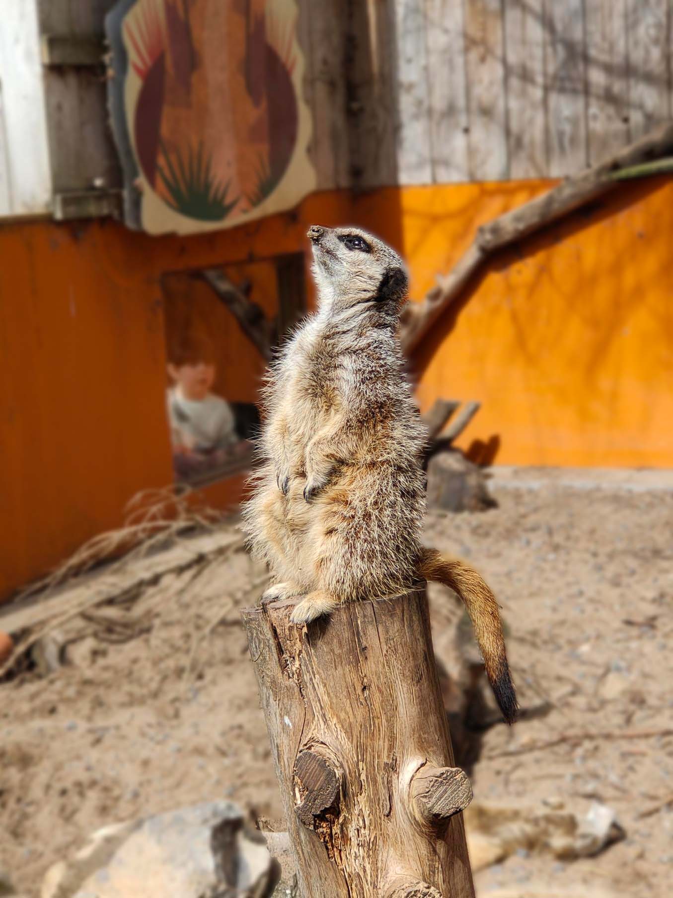 A meerkat standing on a stump.