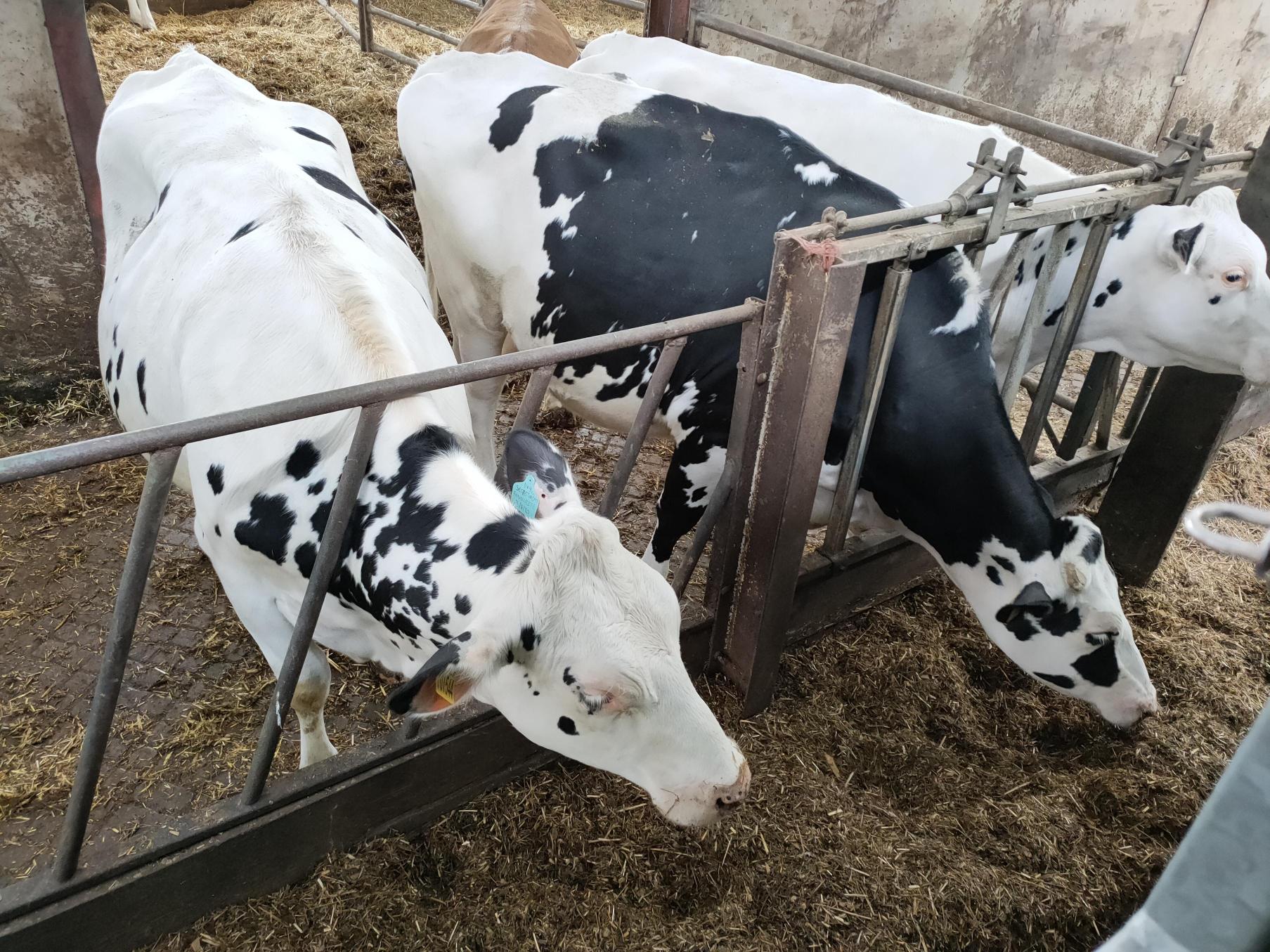 Cows eating from a feed trough.