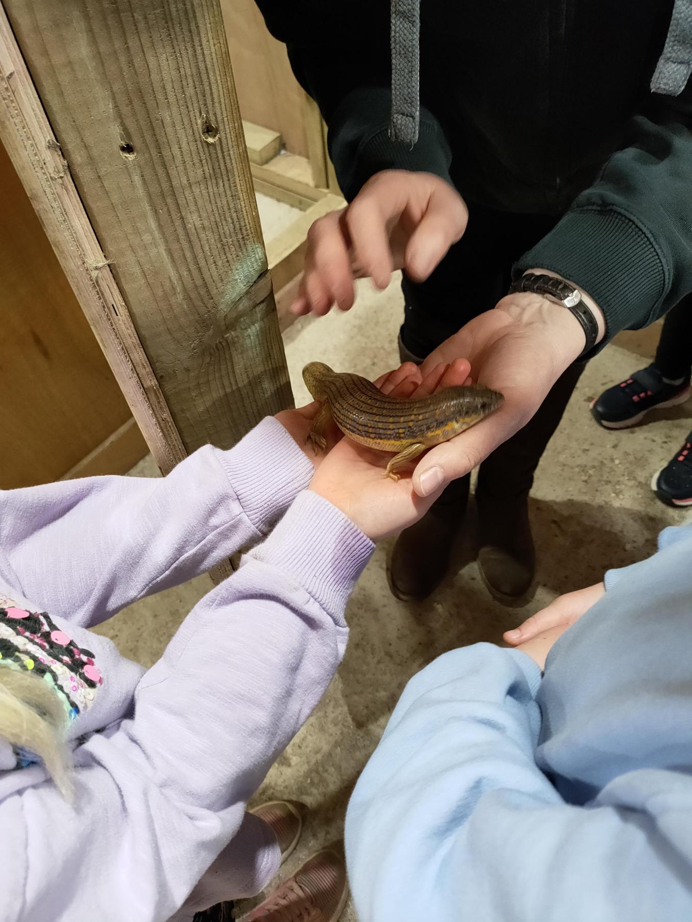 A child holding a lizard.