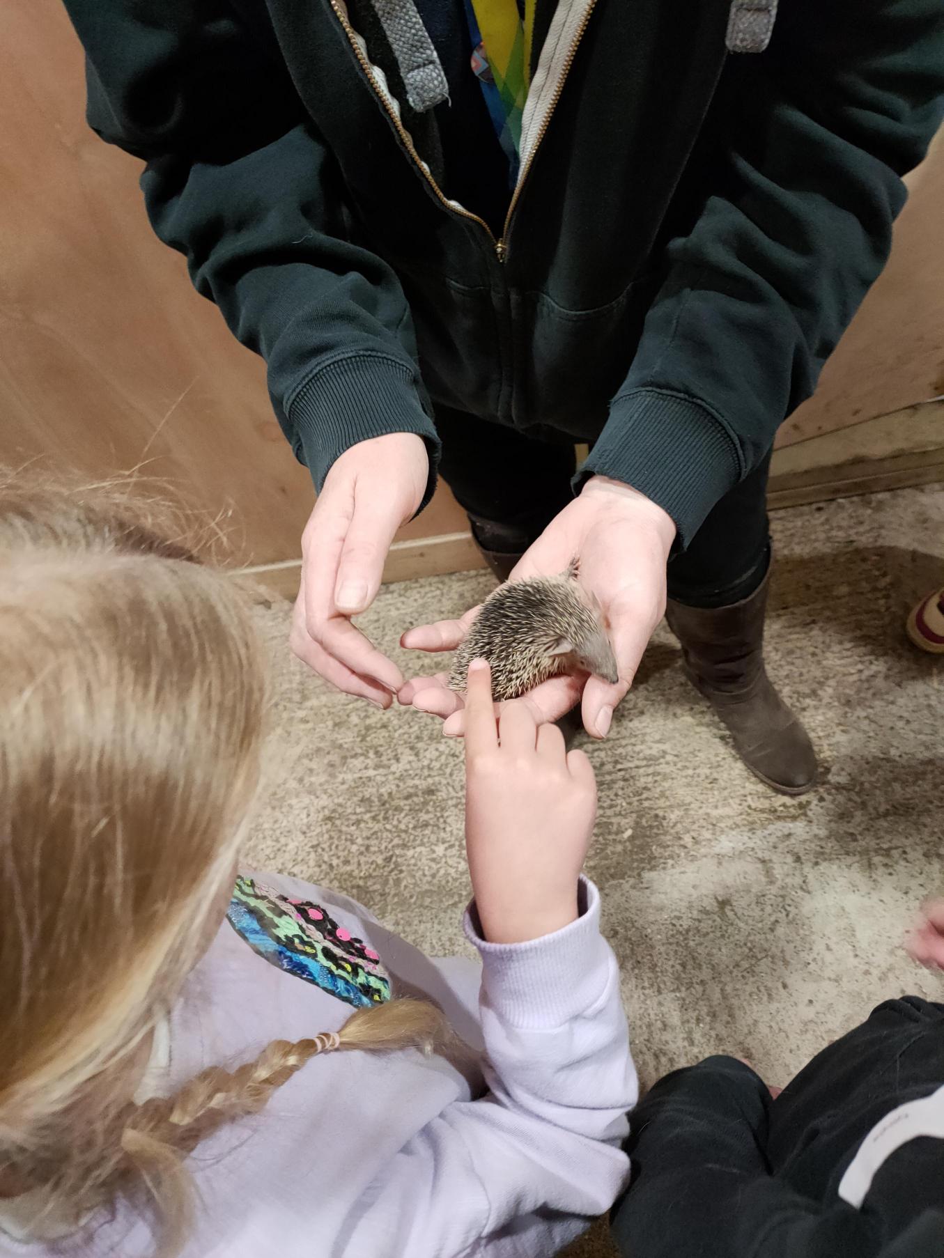 A child stroking a hedgehog.