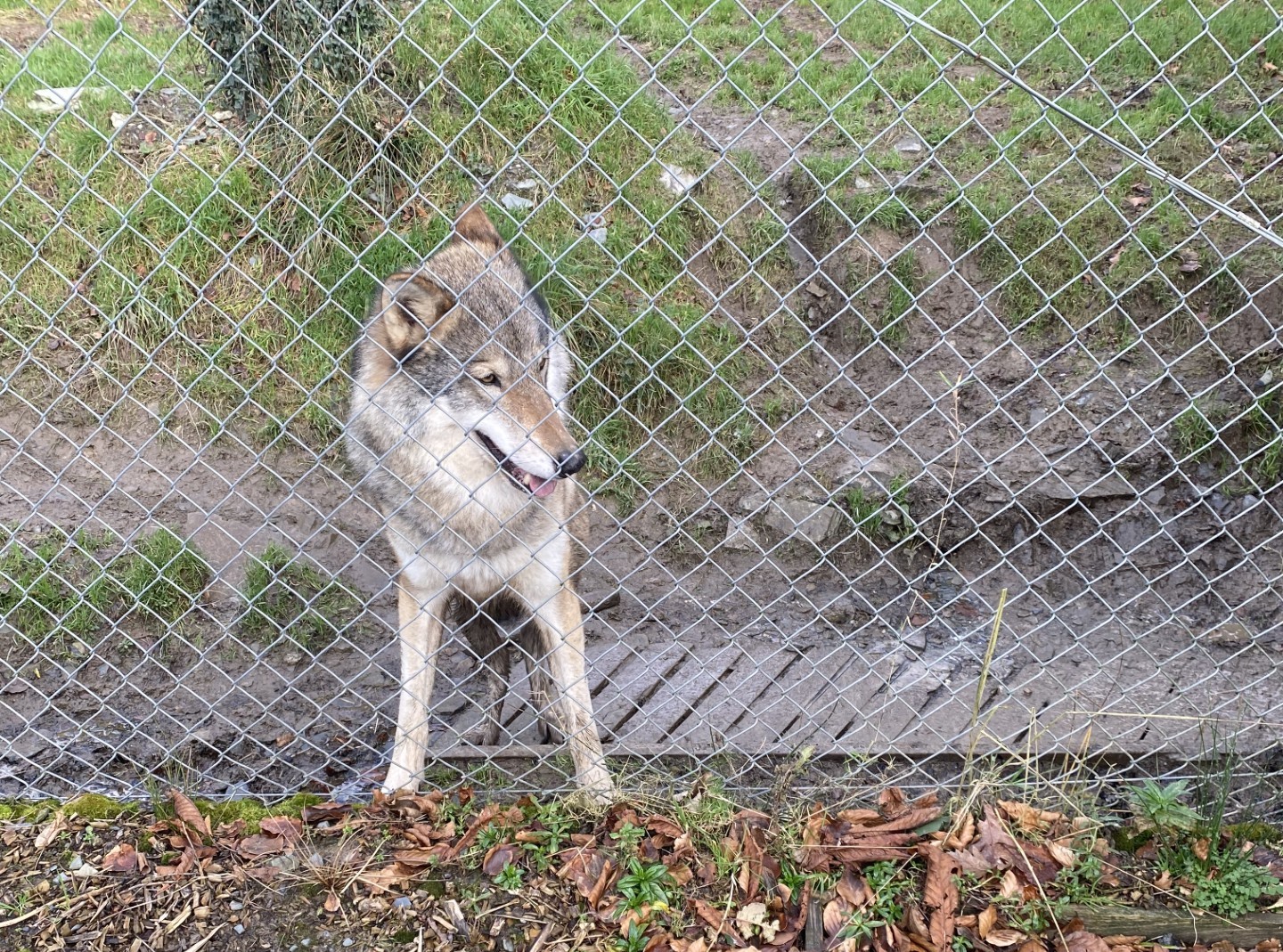 Wolf sat down at the zoo