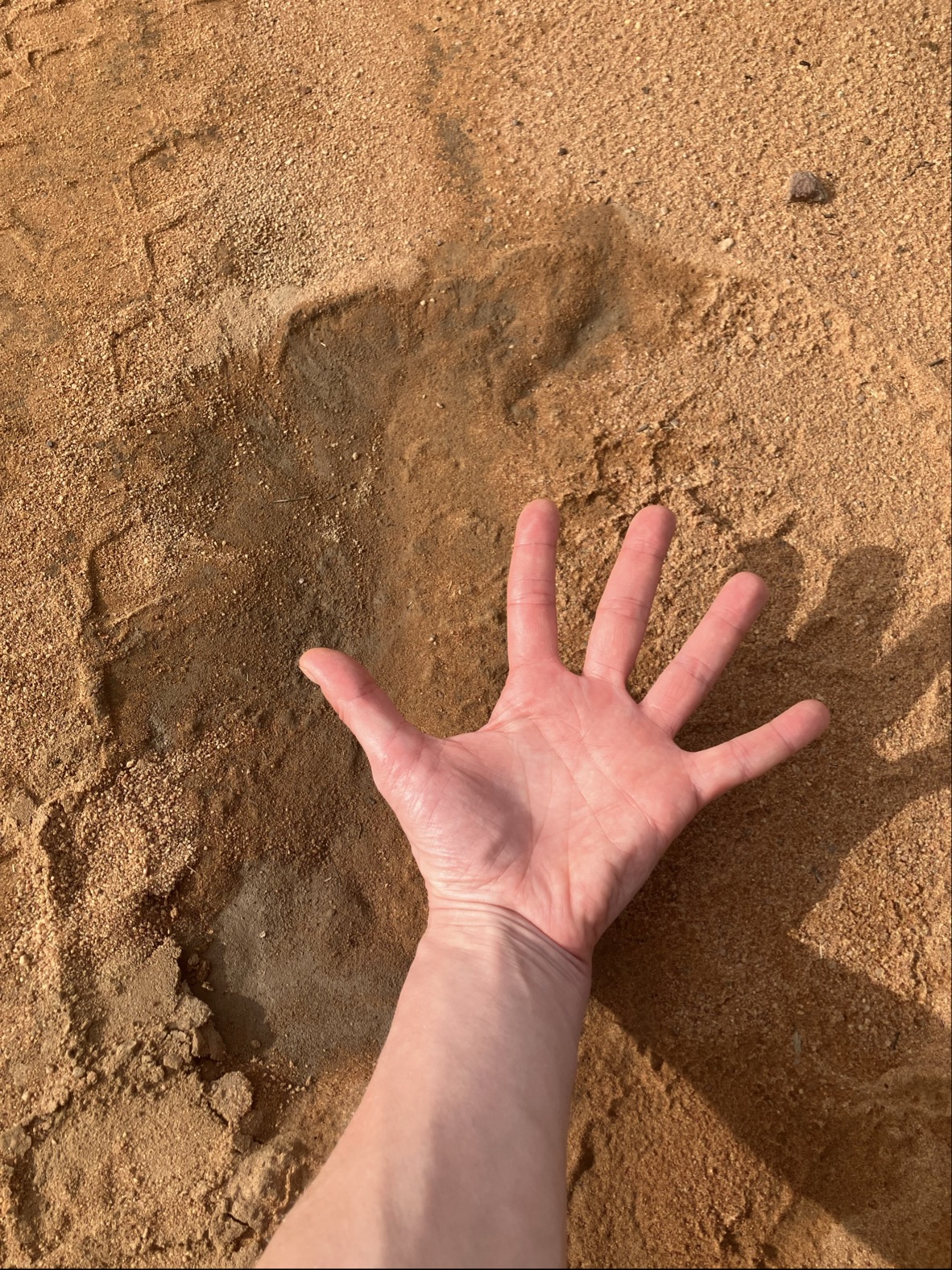 An elephant print, with the student's hand for scale