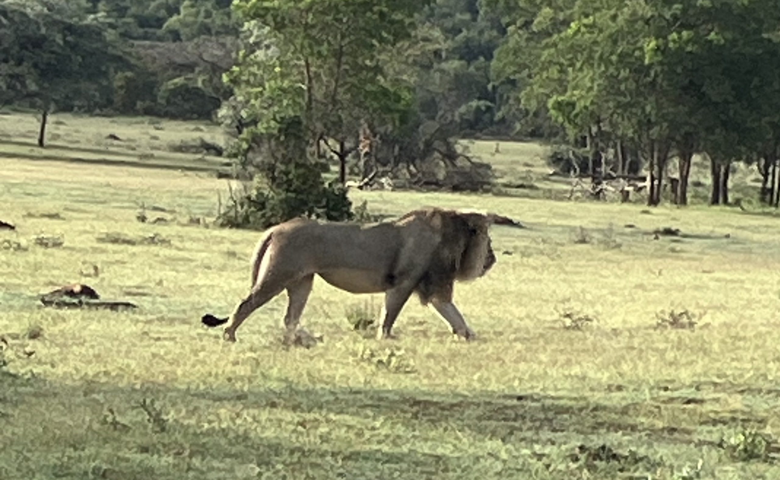 A lion on the nature reserve.