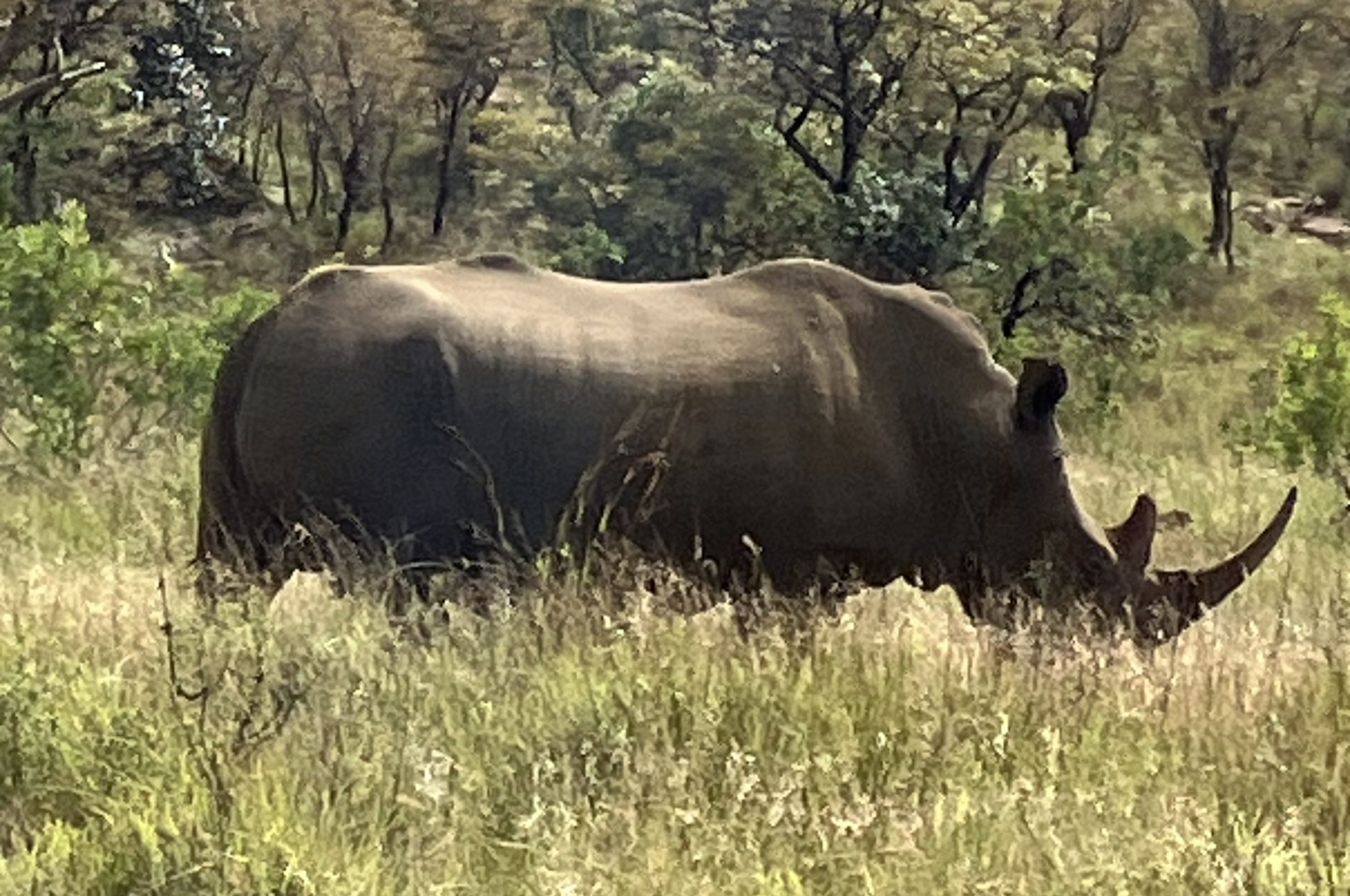 A rhino on the reserve
