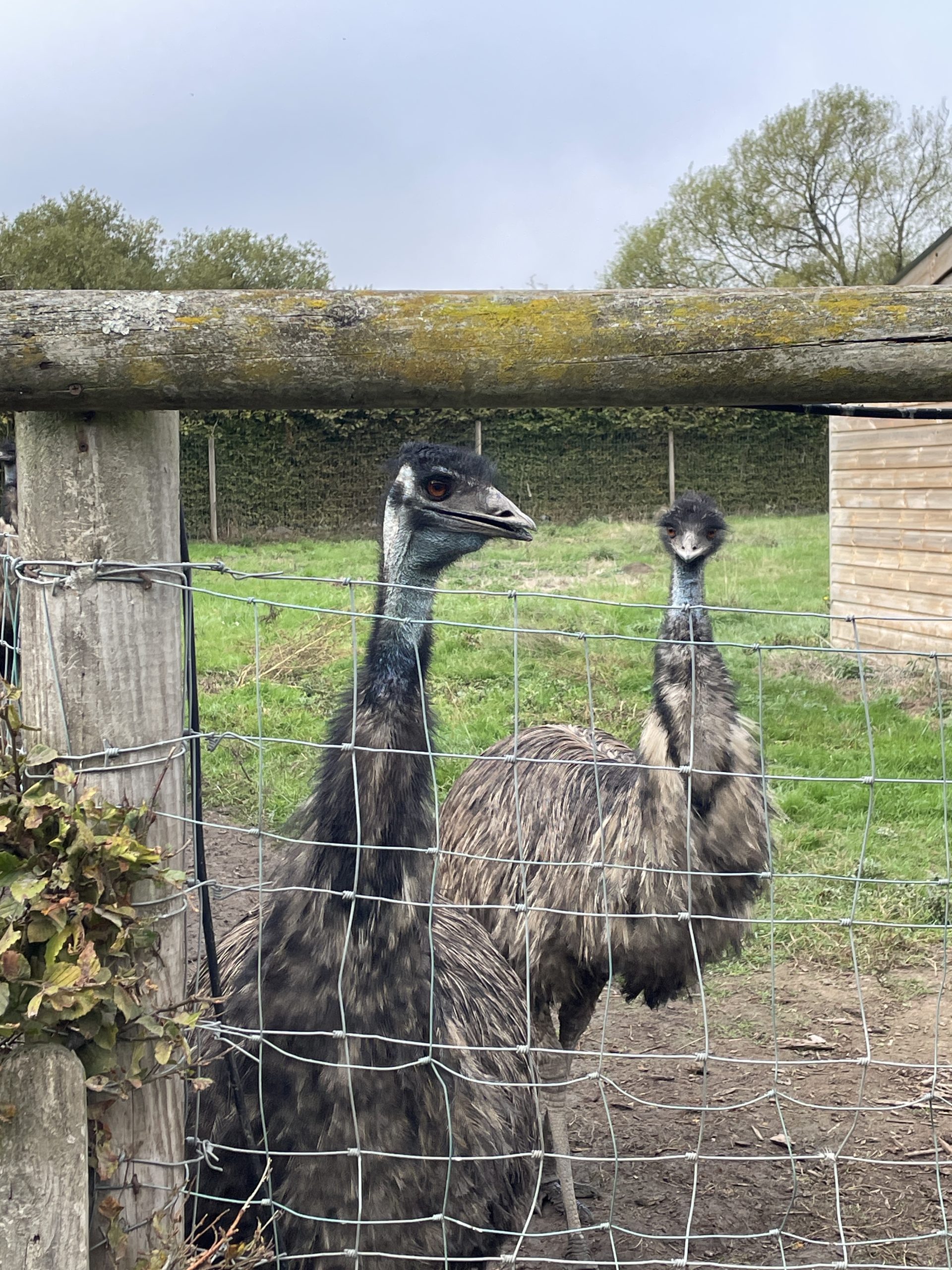 Emus at Puxton Park