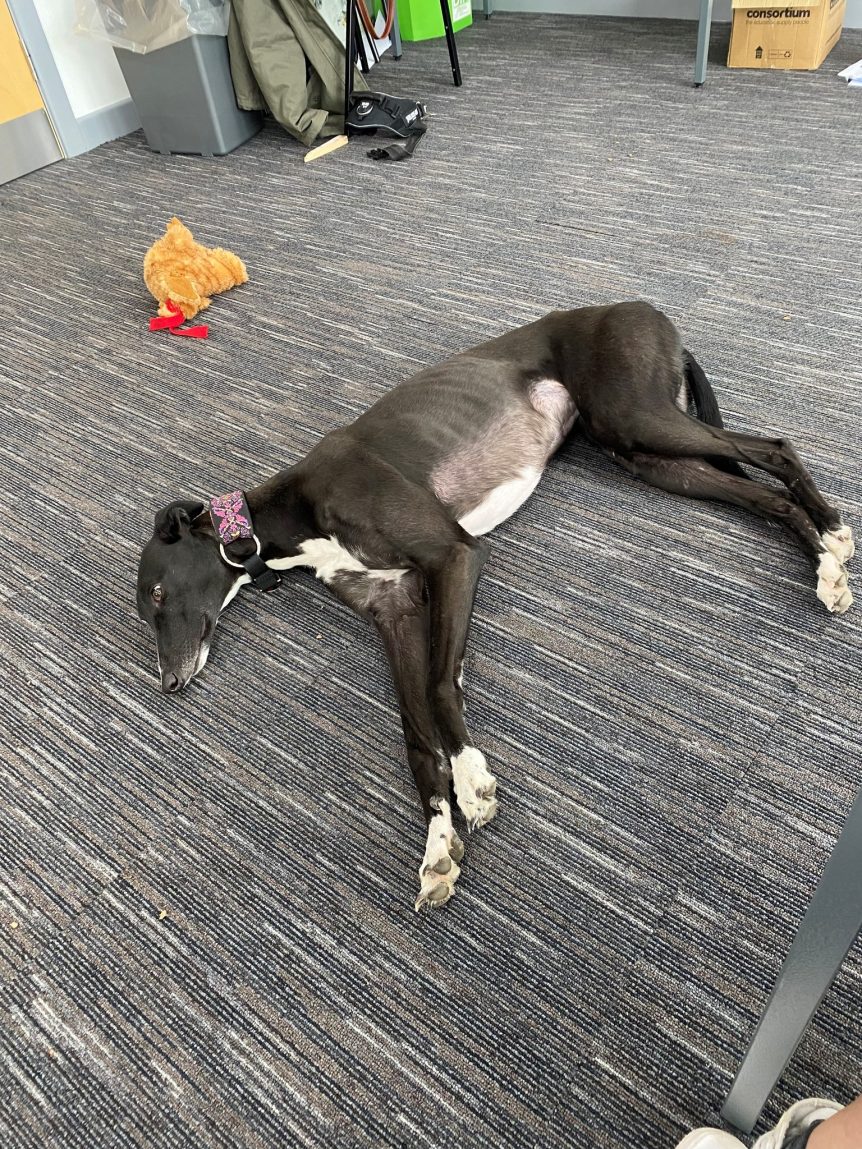 Greyhound dog lying on the floor