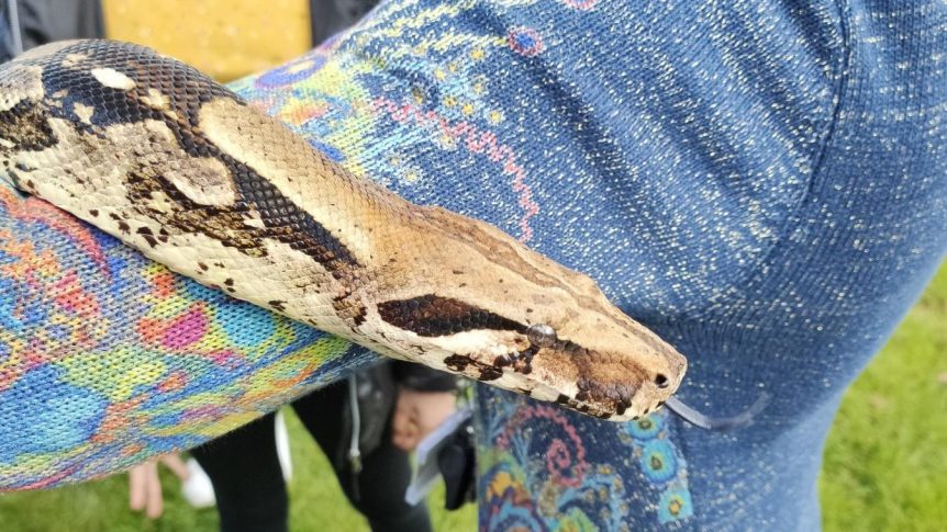 Snake at Puxton Park