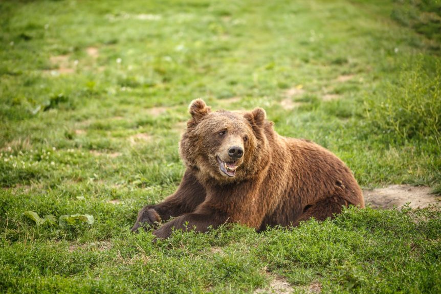 Bear in field