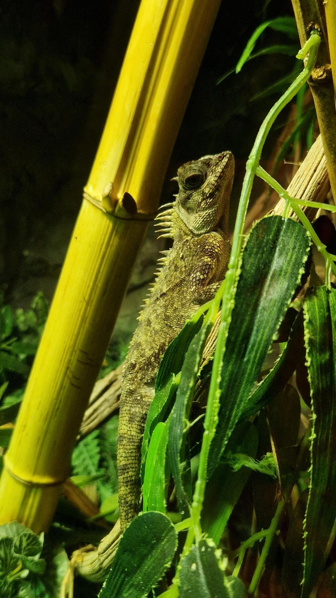 Photos of animals from Animal Management trip to Cotswold Safari Park