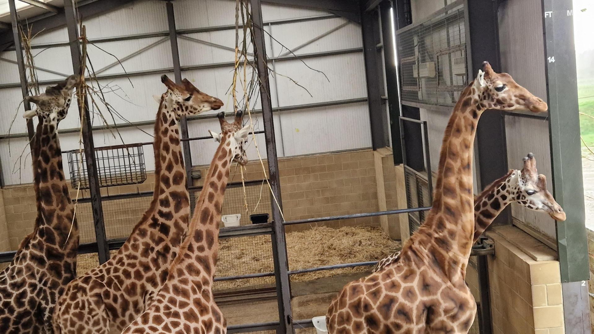 Group of Giraffes from Animal Management trip ri==to Cotswold Safari Park