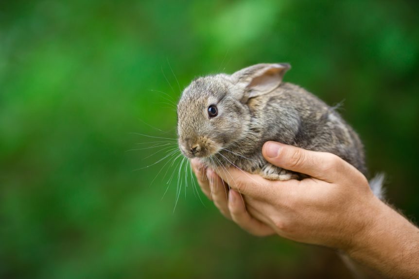 rabbit in mans hands