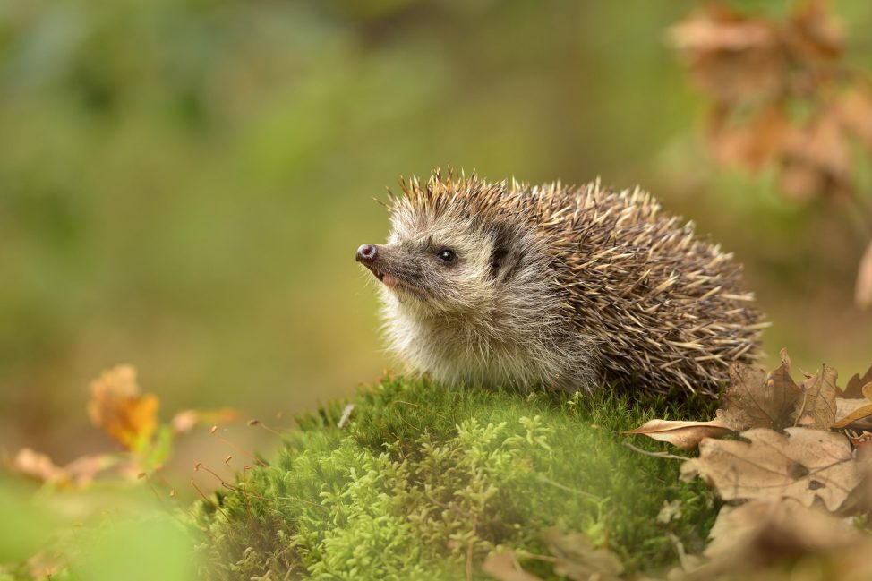 a hedgehog on moss