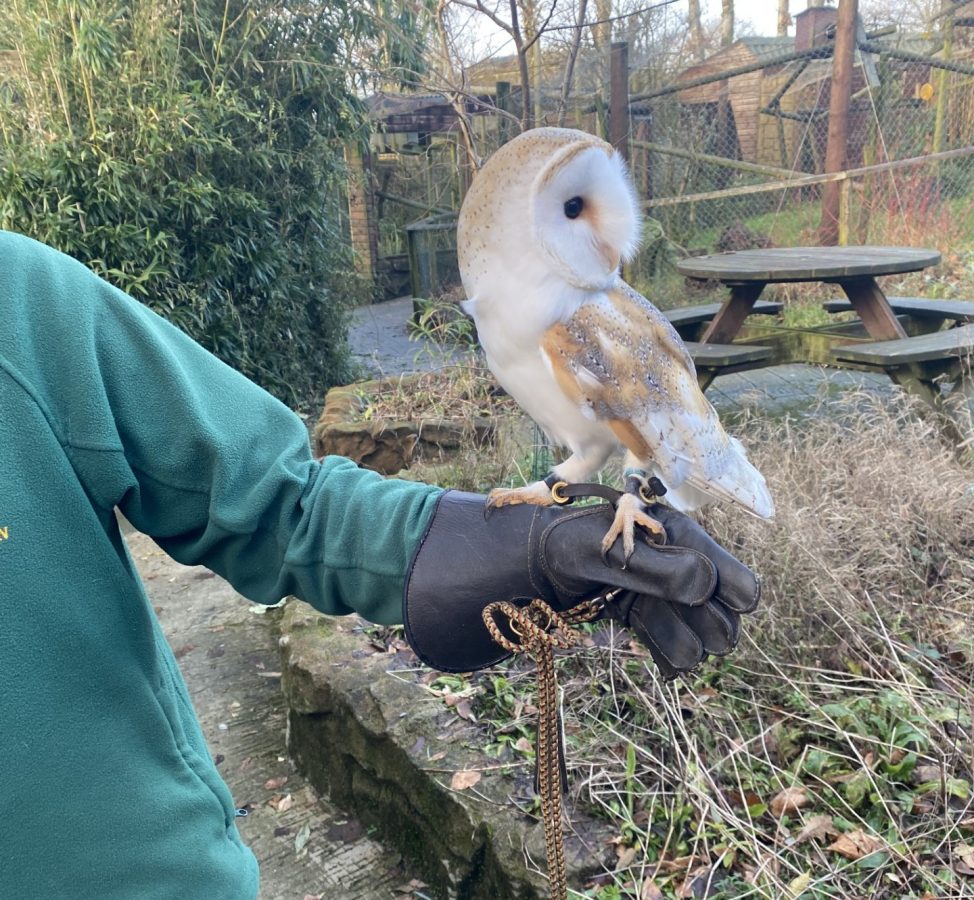 Owl sitting on someone's hand